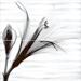 Alma Ceramica Esta PWU09EST1 Set 2 Pcs 49.8x50