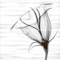 Alma Ceramica Esta PWU09EST2 Set 2 Pcs 49.8x50