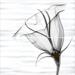 Alma Ceramica Esta PWU09EST2 Set 2 Pcs 49.8x50