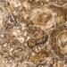 Керамогранит Apavisa Petrified Wood Pulido 59.55x59.55