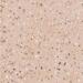 Керамогранит Apavisa South Pink Nat 60x60