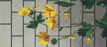 Стекло Bisazza Decori In Tecnica Artistica Ranunculus A 10x10 129.1x290.5
