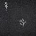 Стекло Bisazza The Crystal Collection Corals And Seahorses Black 0.97x0.97