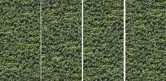 Керамогранит Casalgrande Padana Limpha Arborea 120x240