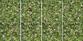 Керамогранит Casalgrande Padana Limpha Coral Rose 120x240