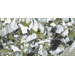 Керамогранит Neodom Belvedere Garden Green Polished 60x120