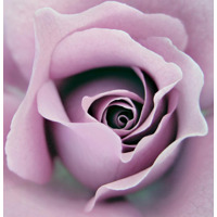 Керамогранит Panaria Zero.3 Experience Flora C Rosa 100x100