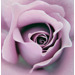Керамогранит Panaria Zero.3 Experience Flora C Rosa 100x100
