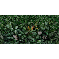 Керамогранит Panaria Zero.3 Glam Greenwall D 50x100