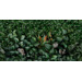 Керамогранит Panaria Zero.3 Glam Greenwall D 50x100