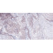 Керамогранит Simpolo Porcelain Onyx Viola Hight Glossy 60x120
